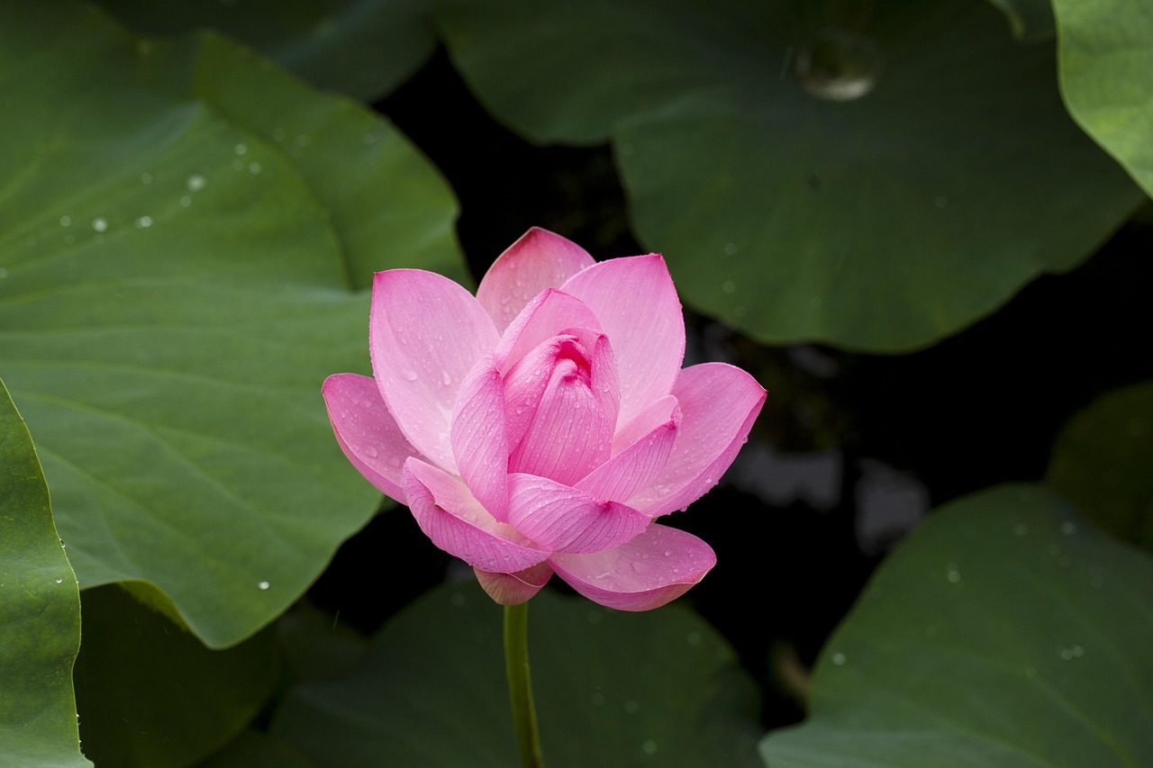 Top 15 Fastest Lotus365 Review India in 2026: Tested & Ranked